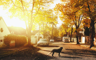 Yellow Brick Estates