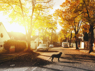 Yellow Brick Estates