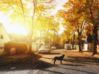 Yellow Brick Estates